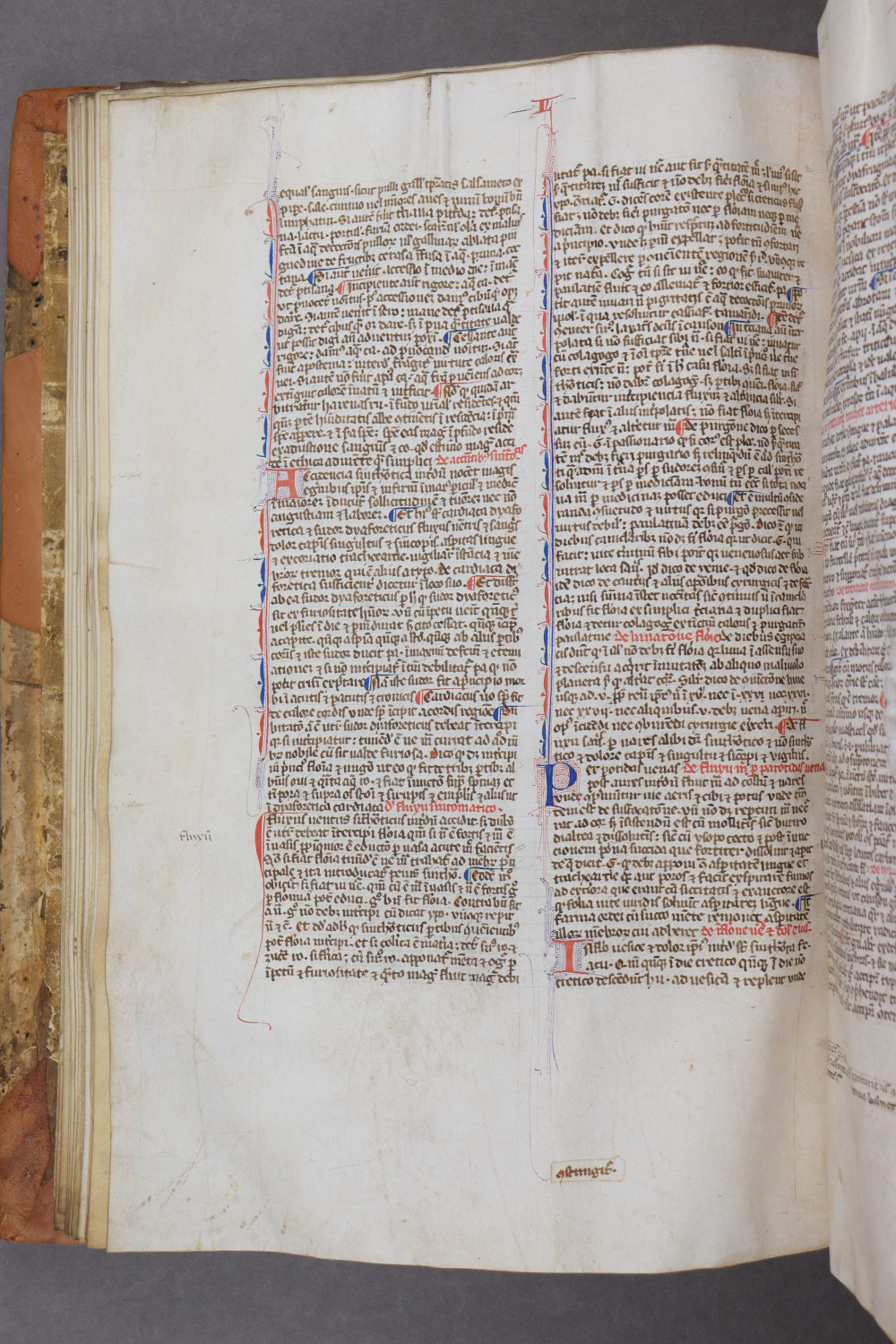 Folio 31 verso